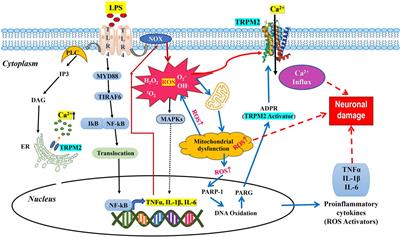 TLR4 induced TRPM2 mediated neuropathic pain